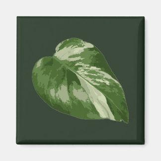 Íman Folha de Monstera Albo — Variegação Rara