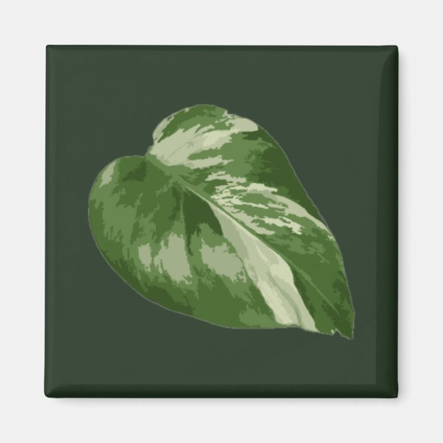 Íman Folha de Monstera Albo — Variegação Rara  (Frente)
