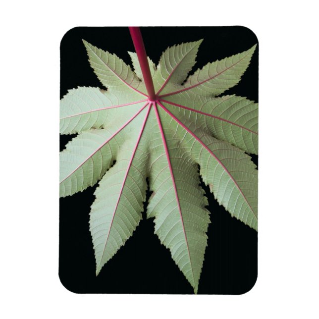 Íman Folha e Pedra (Vertical)