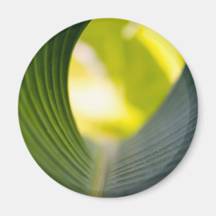 Íman Folha verde