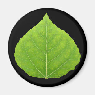 Íman Folha Verde Aspen #11