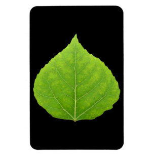 Íman Folha Verde Aspen #11