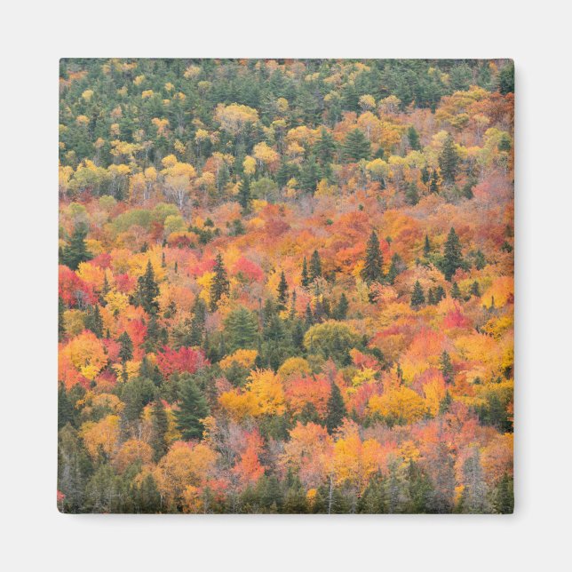 Íman Folhagem de Outono | Península de Keweenaw, Michig (Frente)