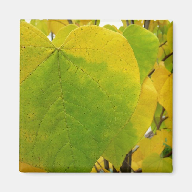 Íman Folhas amarelas e verdes de Redbud (Frente)