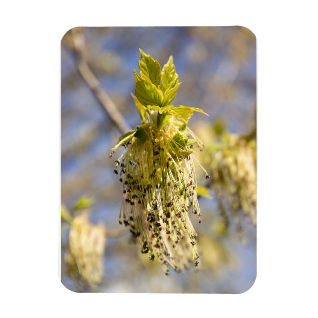 Íman Folhas bonitas em primavera (Vertical)
