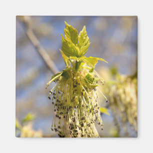 Íman Folhas bonitas em primavera