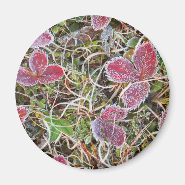 Íman Folhas cobertas com gelo, Canadá (Frente)