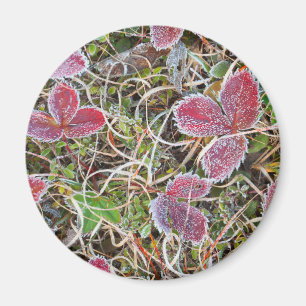 Íman Folhas cobertas de gelo, Canadá