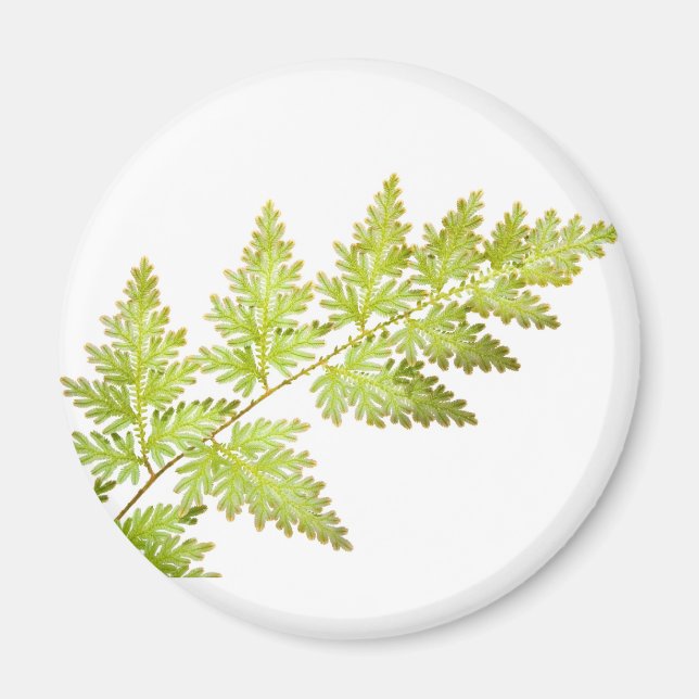 Íman Folhas de Fern (Frente)