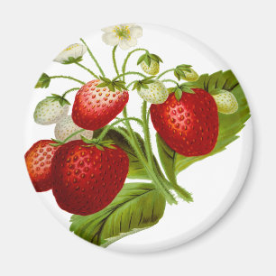 Íman Folhas de folhas de fruta de Comida