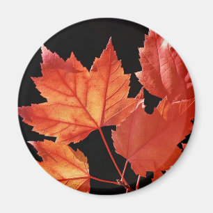 Íman Folhas de Maple