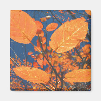 Íman Folhas de outono