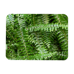 Íman Folhas de Samambaia I Natureza Verde