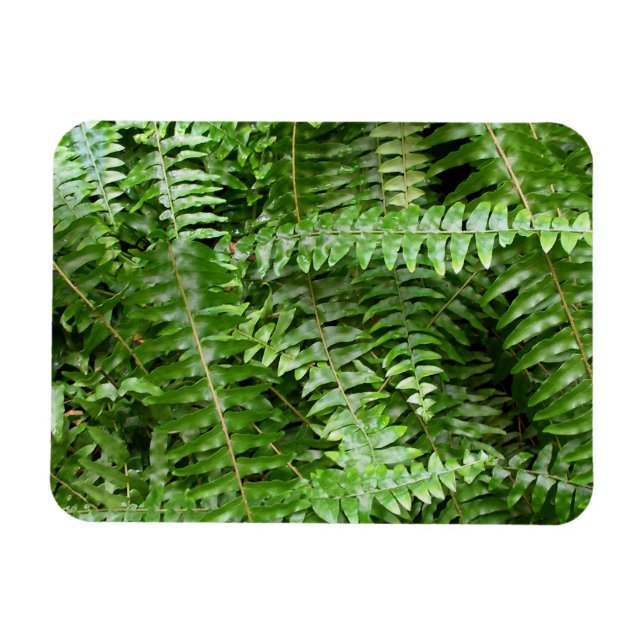 Íman Folhas de Samambaia I Natureza Verde (Horizontal)