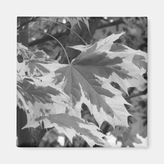 Íman Folhas em preto e branco (Frente)