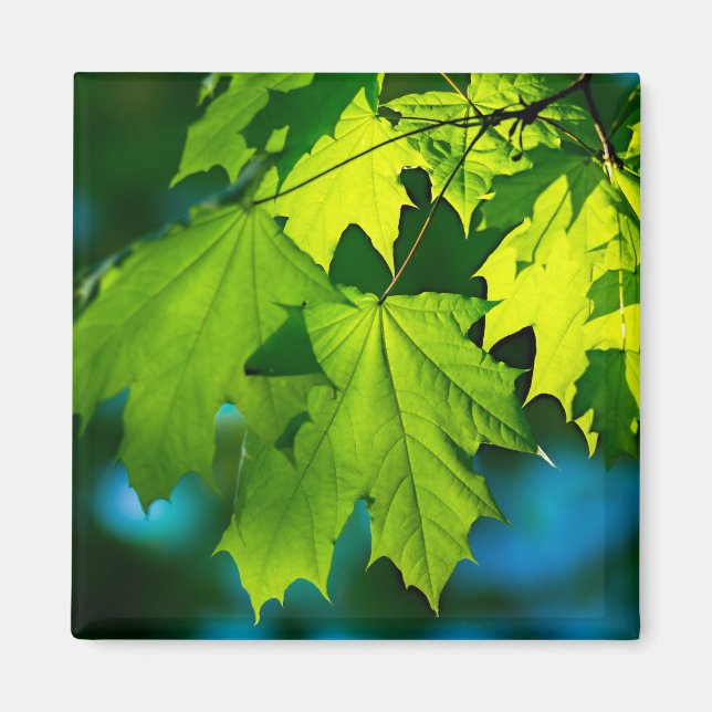 Íman Folhas frescas de mapeamento verde (Frente)