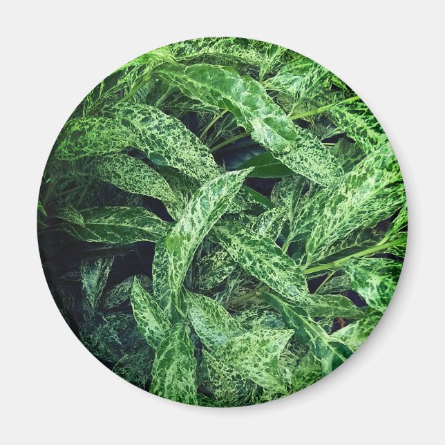 Íman Folhas verdes (Frente)