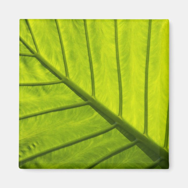 Íman Folhas verdes com veias de folhagem tropical em 2 (Frente)