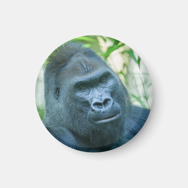 Íman Força Inabalável Silverback Gorilla Kito (Frente)