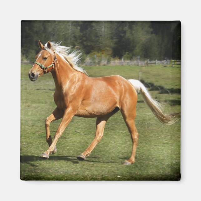 Íman força palomino (Frente)