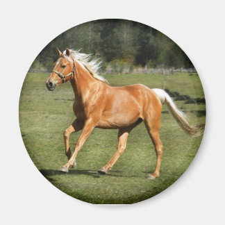 Íman força palomino
