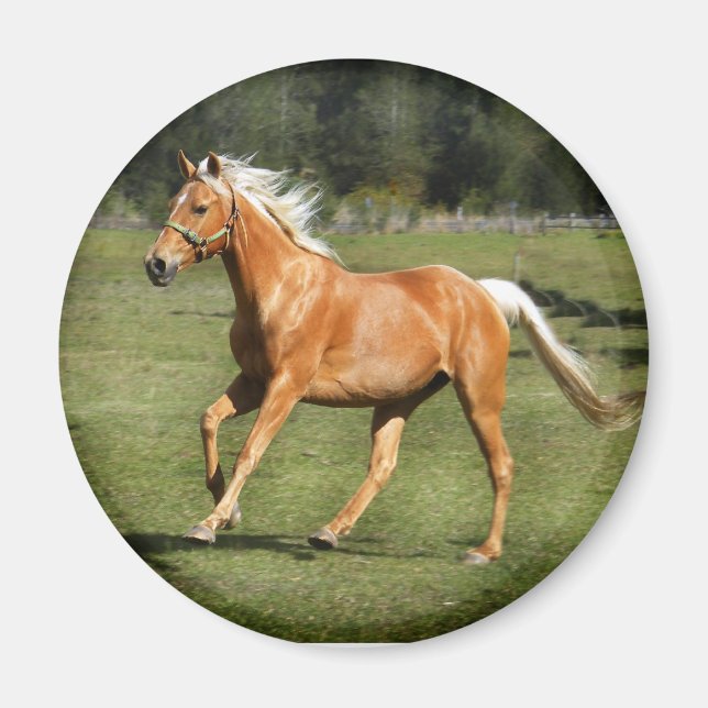 Íman força palomino (Frente)