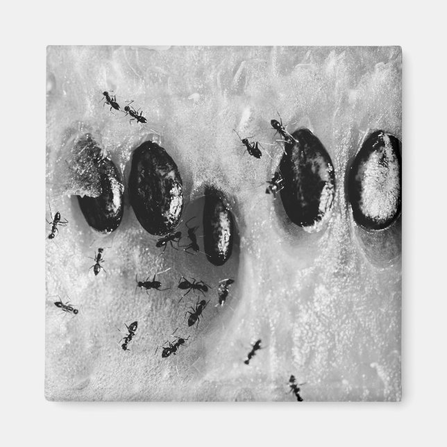 Íman formigas surfadoras (Frente)