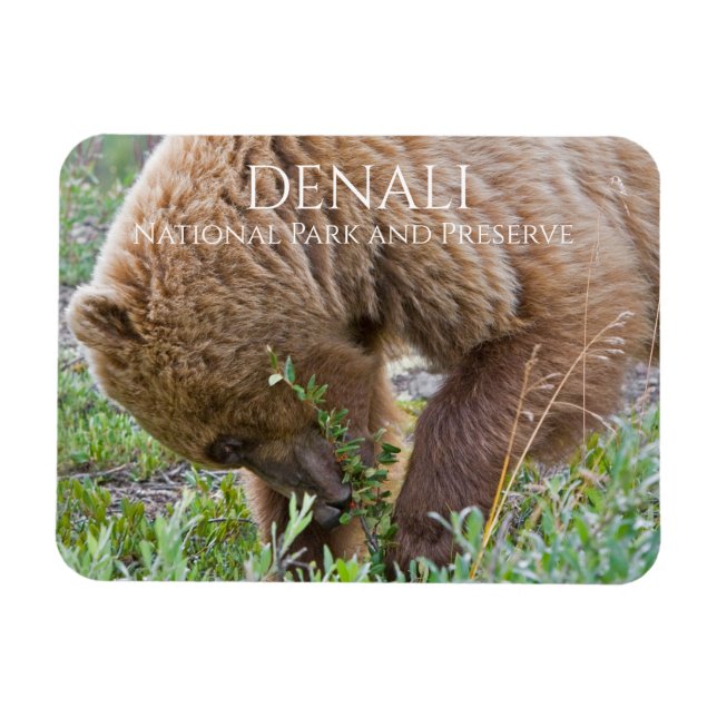 Íman Forragem de Ursos Grizzly, Parque Nacional Denali (Horizontal)