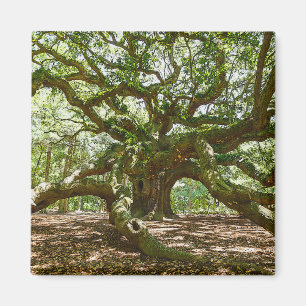 Íman Forte E Negrito