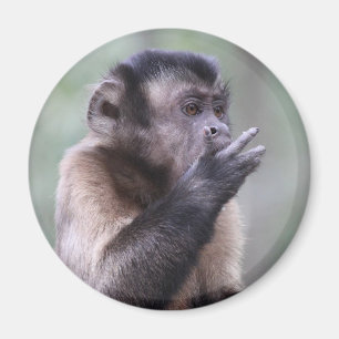 Íman Foto adornada do macaco do Capuchin