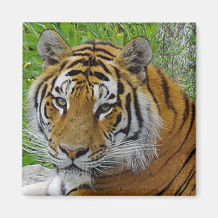 Íman Foto aproximada do rosto do Tigre Siberiano