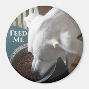 Íman Foto bonita de cachorro faminto que não pode esper