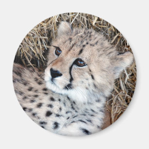 Íman Foto bonito de Cub da chita