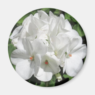 Íman Foto bonito Delicada White Geranium