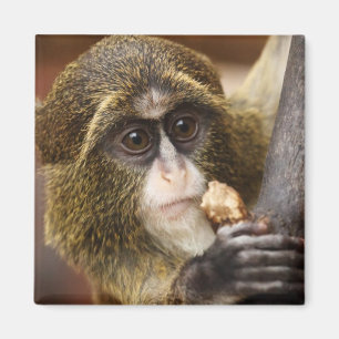 Íman Foto da árvore de treinar macaco subindo