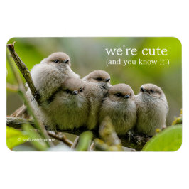 Íman Foto da Família Songbird, Cute Bushtits