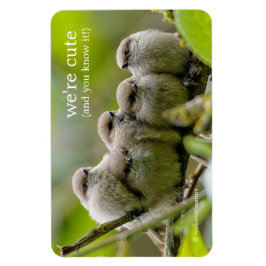 Íman Foto da Família Songbird, Cute Bushtits