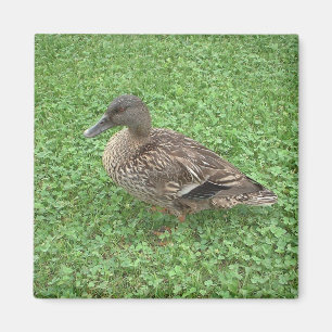 Íman Foto da fêmea do pato do pato selvagem