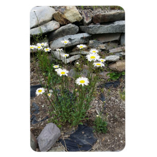 Íman Foto da Montana Wild Daisies Flowers Nature