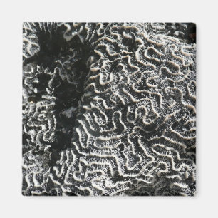Íman Foto da natureza do Abstrato Black and White Coral