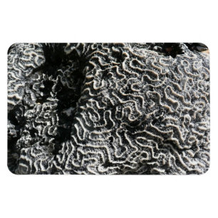 Íman Foto da natureza do Abstrato Black and White Coral