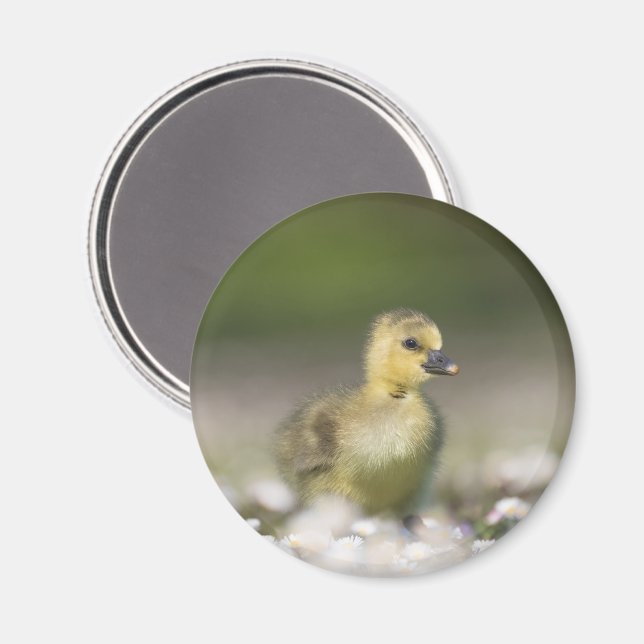 Íman Foto da Natureza Gosling Cute (Front/Back)