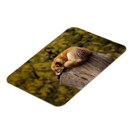 Íman Foto da raposa que dorme