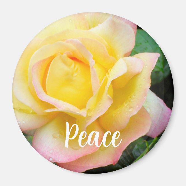 Íman Foto da Rosa da Paz (Frente)