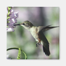 Foto da Vida Selvagem Floral Rosa Hummingbird