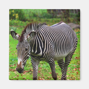 Íman Foto da zebra