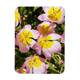 Íman Foto das flores rosa e amarela