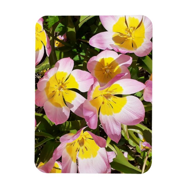 Íman Foto das flores rosa e amarela (Vertical)