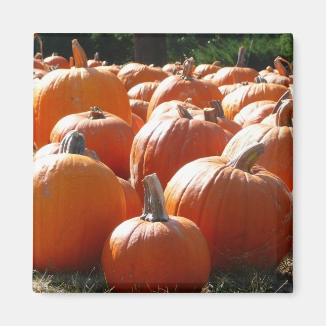 Íman Foto de Abóboras para Outono, Halloween ou Dia de  (Frente)