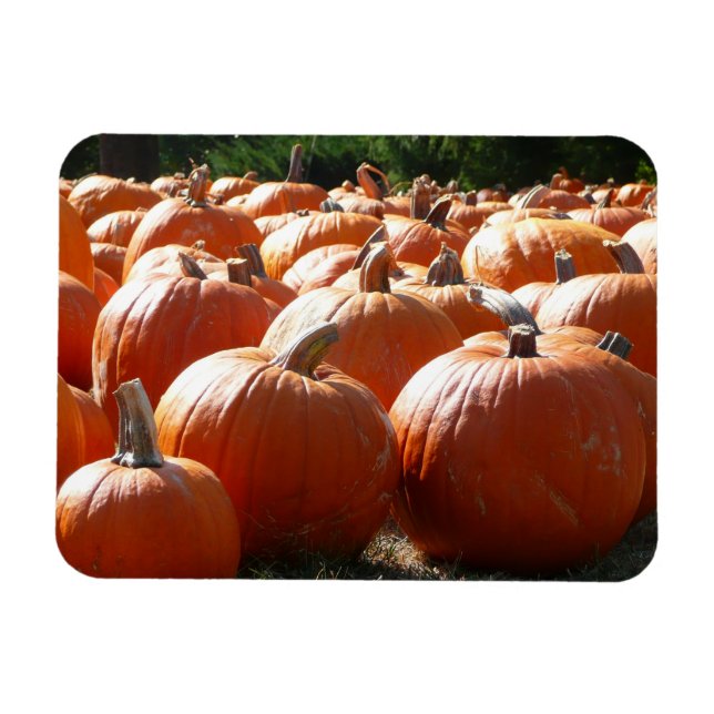 Íman Foto de Abóboras para Outono, Halloween ou Dia de  (Horizontal)